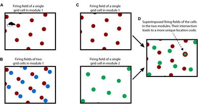 A Framework for Intelligence and Cortical Function Based on Grid Cells in the Neocortex